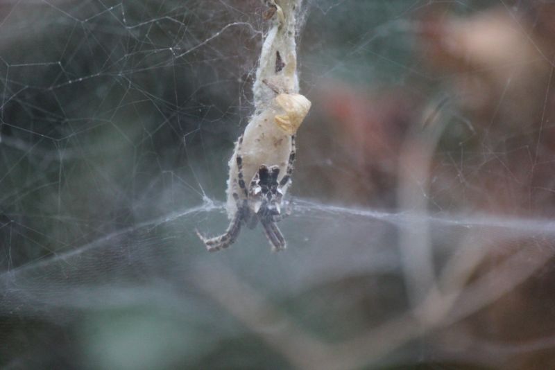 Cyrthophora citricola